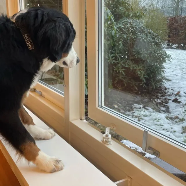 DogSpace Startkit for å Valpesikre hjemmet