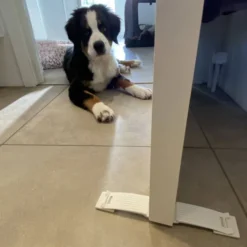 DogSpace Startkit for å Valpesikre hjemmet