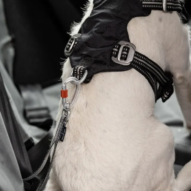 Feel Active heavy duty bilbelte til hund