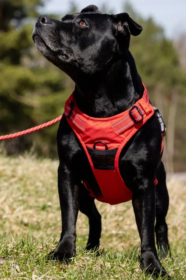 Feel Active Training Hundesele Rød