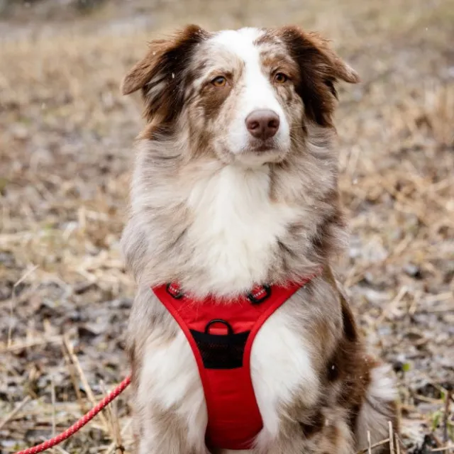 Feel Active Training Hundesele Rød