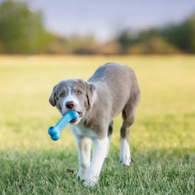 KONG Puppy Goodie Bone,S
