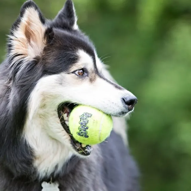 KONG tennisball squeaker