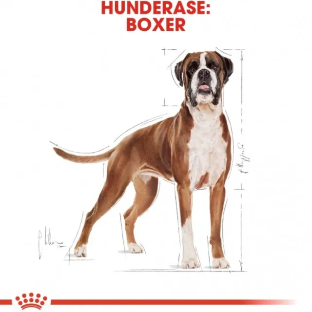 Royal Canin Boxer Adult tørrfôr til hund