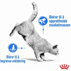 Royal Canin Cat Adult Light Weight Care Chunks in Jelly 12x85