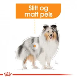 Royal Canin Coat Care Mini Adult tørrfôr til hund