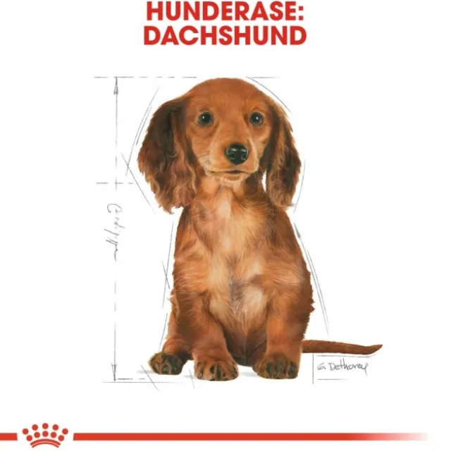 Royal Canin Dachshund Puppy tørrfôr til valp 1,5kg