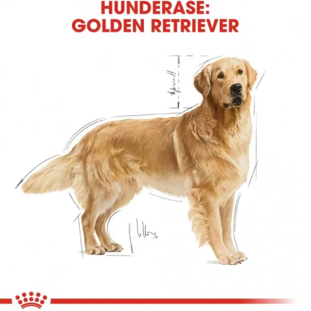 Royal Canin Golden Retriever Adult tørrfôr til hund
