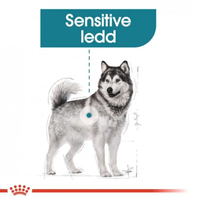 Royal Canin Joint Care Maxi Adult tørrfôr til hund