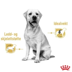 Royal Canin Labrador Retriever Adult Gravy våtfôr til hund 10x140g